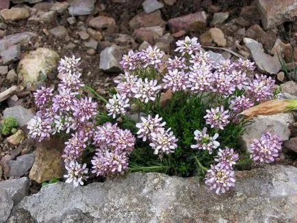 Iberis снимка, евъргрийн, чадър, много години, Гибралтар, расте от семена, засаждане и