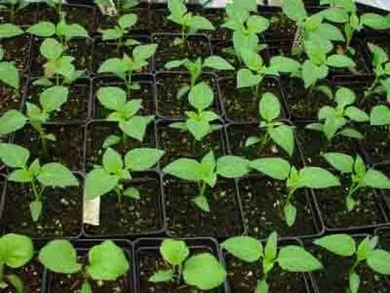 secretele Iberis de creștere și reproducere a plantelor undemanding