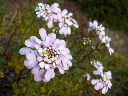 Iberis снимка, евъргрийн, чадър, много години, Гибралтар, расте от семена, засаждане и