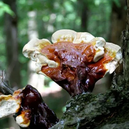 Reishi ciuperci, în creștere în ghivece, utilizarea, vis flori