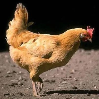 Инфекциозна ларинготрахеит - заболяване на пилета - пилета, производство, яйце, кокошка, храна