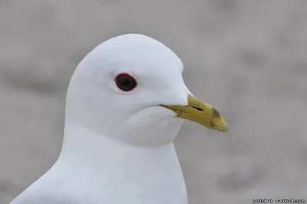 Érdekes tény a sirályok - 15 fotó - kép - képek természetes világ