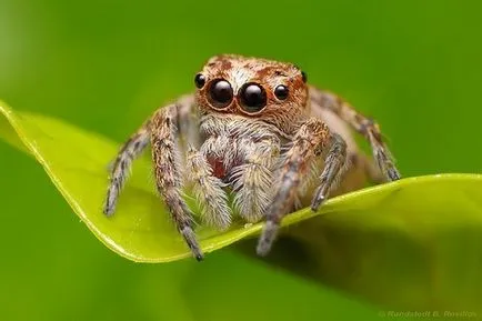 Интересни факти за паяци и паяжини