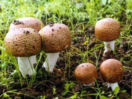 Печурки Инструкции (всички видове, с изключение на Бразилия) магазин mirgribov - мицел