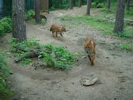 Veszélyeztetett állatfajok - vörös farkas