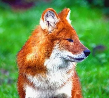 Veszélyeztetett állatfajok - vörös farkas