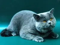 Care sunt semnele din rasa britanica de pisici