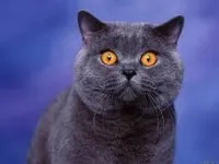 Care sunt semnele din rasa britanica de pisici