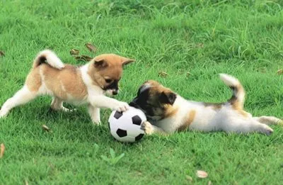 Как се играе с кученце
