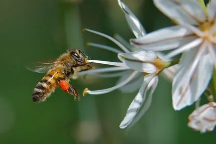 Тъй като дъждовно лято се отразява на пчелите и меда реколта