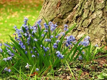 Ce fel de flori sunt plantate în fotografii de toamnă și sfaturi cu privire la plantare, planta o gradina