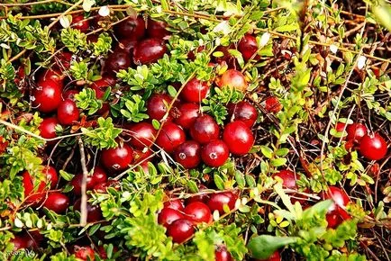 Hogyan kell felhívni áfonya, bogyós ceruza, festékek szakaszok