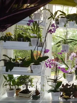 Tervezése szobanövények a lakásban fotókkal egyetlen növény, orchideák és pálmák a belső