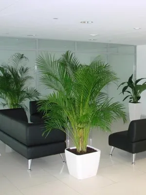 Tervezése szobanövények a lakásban fotókkal egyetlen növény, orchideák és pálmák a belső