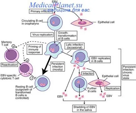 Diagnosticul infecției cu virusul Epstein-Barr