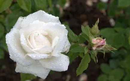 Cum de a distinge un trandafir de trandafir sălbatic pe frunze și flori de plante trandafiri și trandafir sălbatic fotografie