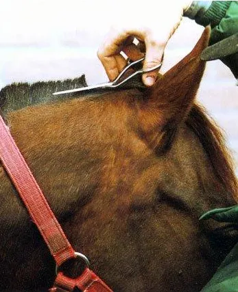 Как да се намали гривата на коня разполага процес на снимка