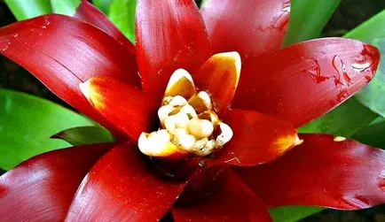 Как да поливам растенията bromeliad семейство