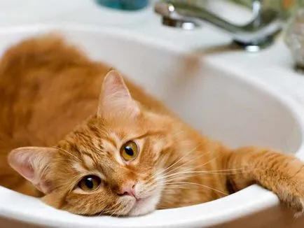 Hogyan mossuk át a macska, aki fél a víz hajtások élet