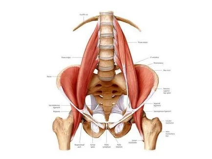 Cum pentru a ajuta la exercitarea musculare psoas 3 pentru durere