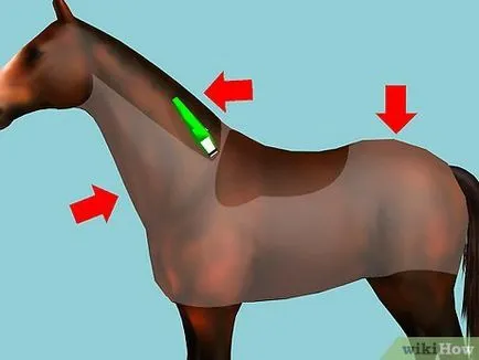 Hogyan vágja a ló 1