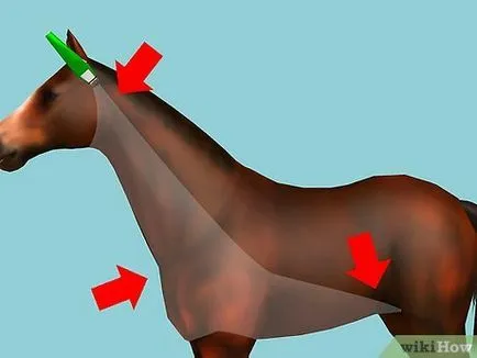 Hogyan vágja a ló 1