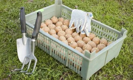 Cum de a alege și de cartofi de sămânță magazin, grădinar (conac)