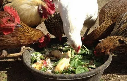 Cum de a găti plămada pentru găini ouătoare rețete pentru casă