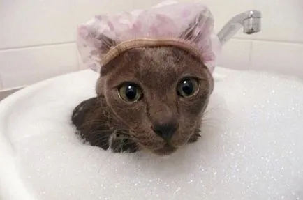 Как да се измие на котка, който се страхува от вода