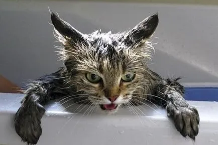 Cum să se spele o pisica, care se teme de apă