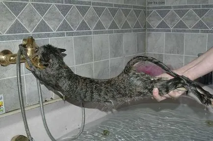 Cum să se spele o pisica, care se teme de apă