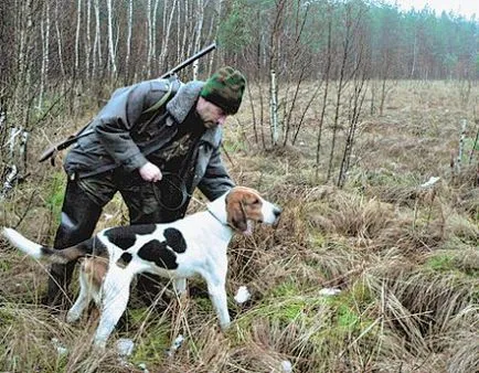 Cum să vă antrenor hound pe un iepure