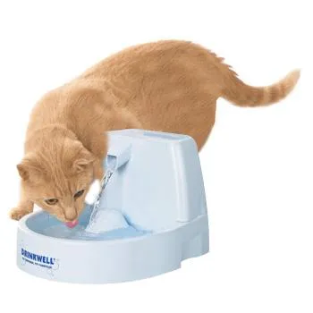 Ahogy hozzászoktatni macska ivóvíz