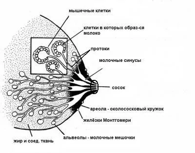 Как действа на гърдата 1