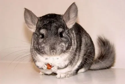 Cum o alergie la chinchilla