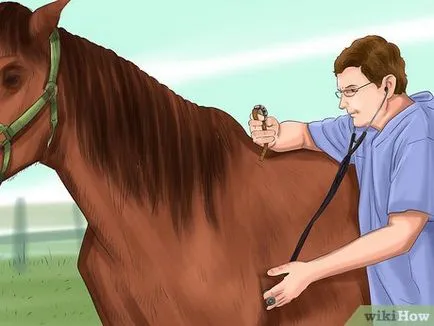 Cum de a recunoaște și de a trata simptomele laminitei la cai