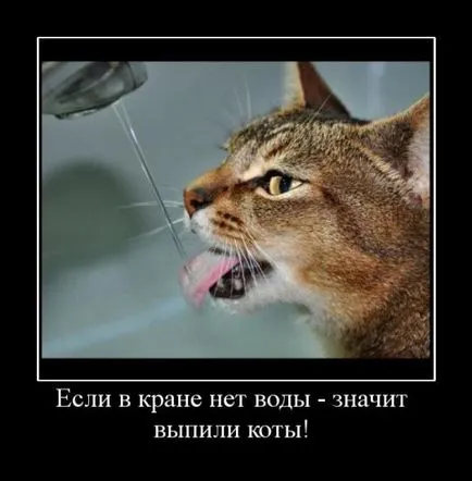 Ahogy hozzászoktatni macska ivóvíz