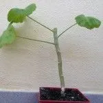 Cum de a crea un Pelargonium