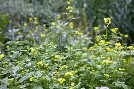 Mint a mustármag az ősszel megtermékenyíteni a talaj