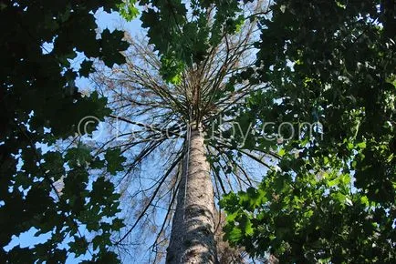 Hogyan vágja le a fát a helyszínen eltávolítását evett a kezüket, és segítségével arborists