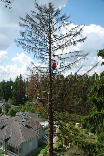 Hogyan vágja le a fát a helyszínen eltávolítását evett a kezüket, és segítségével arborists