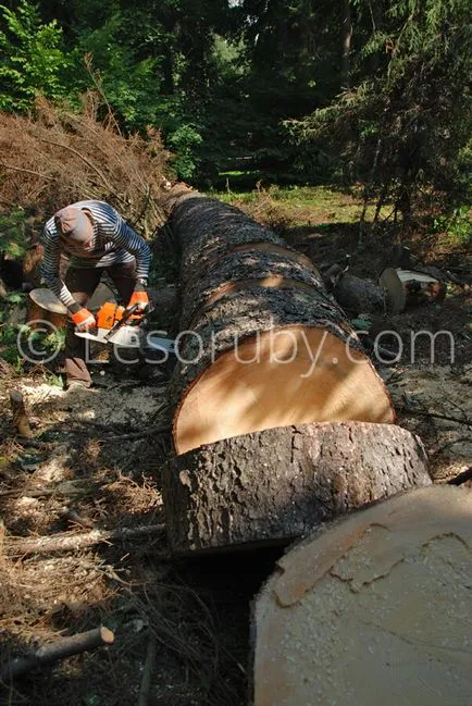 Hogyan vágja le a fát a helyszínen eltávolítását evett a kezüket, és segítségével arborists