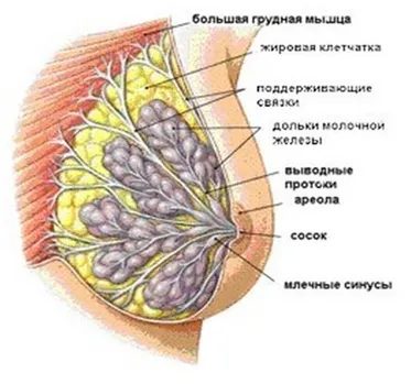 Как гърдата