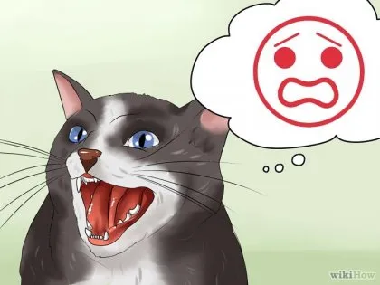 Как да се успокои агресивна котка