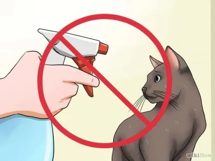 Как да се успокои агресивна котка