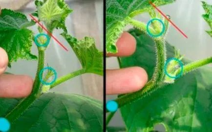 Hogyan törődik uborka üvegházban, hogy ez egy jó termés