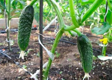 Hogyan törődik uborka üvegházban, hogy ez egy jó termés