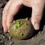Как да изберем семена от картофи - Регионални новини