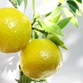 Bergamot ulei esențial în produsele cosmetice