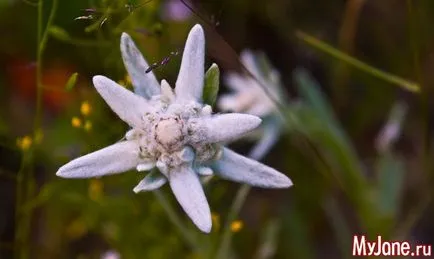 Edelweiss - virág férfias szeretet - gyopár virágok, a Kárpátokban, a szerelem jelképe